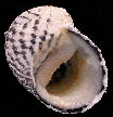  Nerita tesselata (Checkered Nerite)